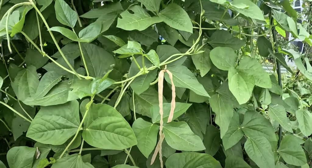 Cowpea Cover Crops